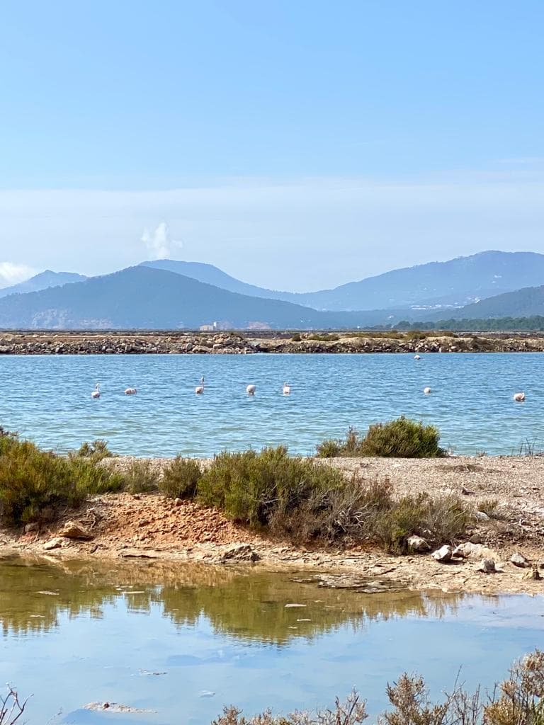Flamingos Ibiza Ses Salines National Park Flamingos in Ses Salines national park in Ibiza