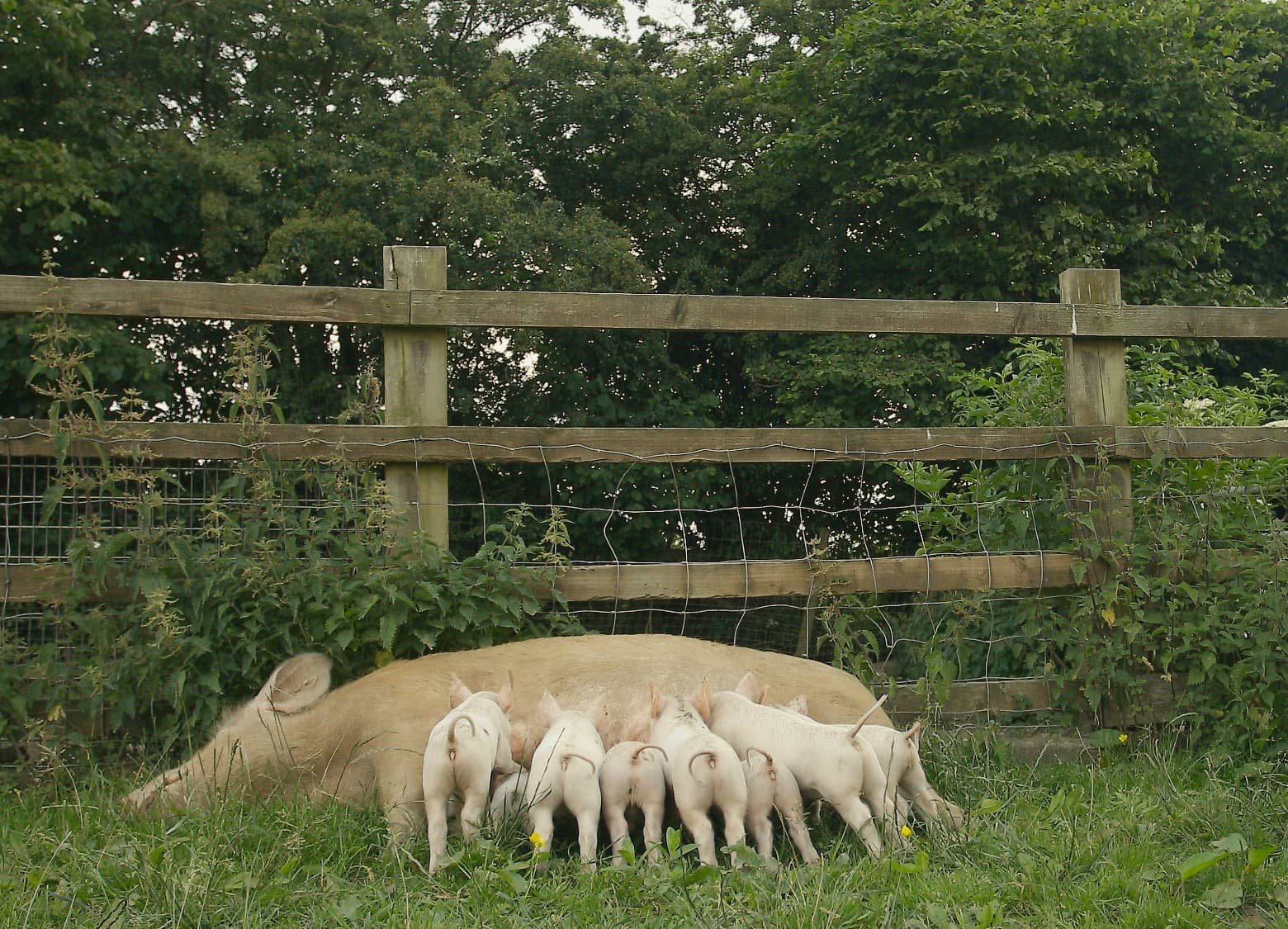 When Pigs Escape + Q&A with the director