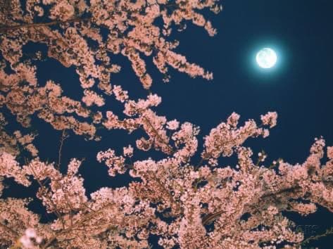 Full Moon Almond Blossom Walk