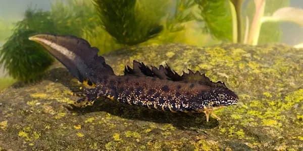 Wildlife Ponds Talk with Mini-Pond Workshop