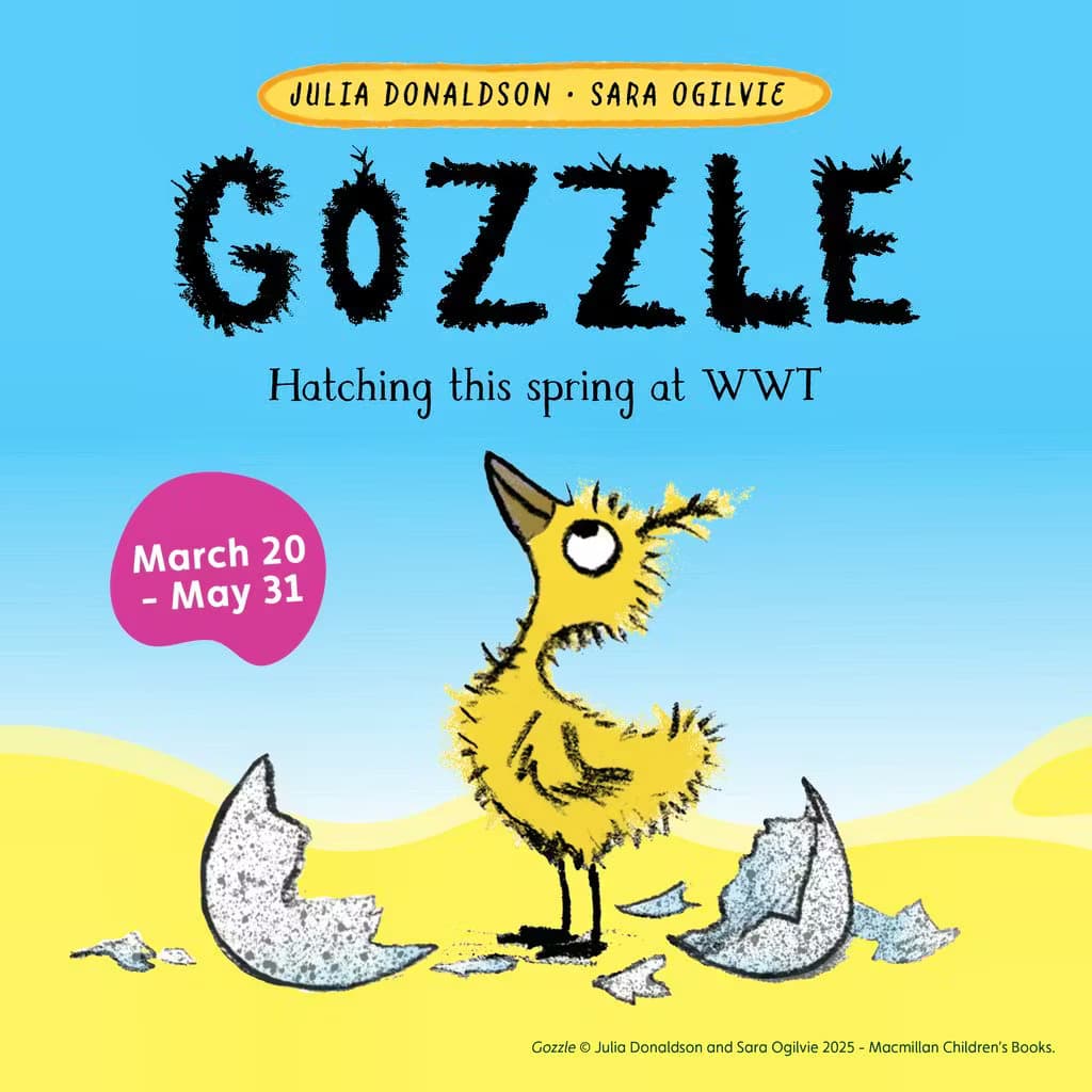 Gozzle at WWT London Wetland Centre