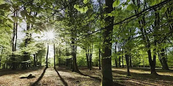 Small Woodland Management