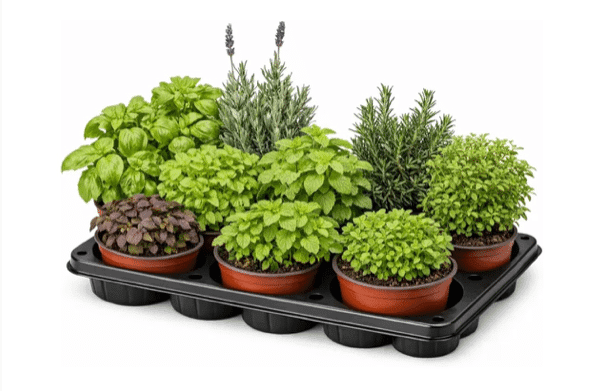 Taller De Cultivo De Aromáticas En El Balcón Con Amics De La Terra